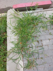 Echinochloa crus-galli