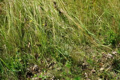Pilosella rothiana