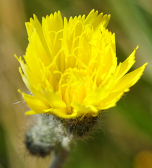 Pilosella rothiana