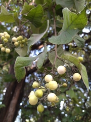Ehretia latifolia