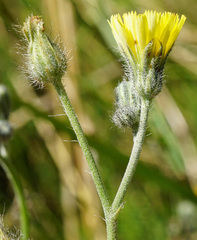 Pilosella rothiana