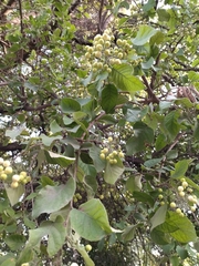 Ehretia latifolia