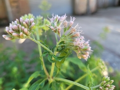 Eupatorium cannabinum cannabinum