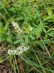 Melilotus albus image