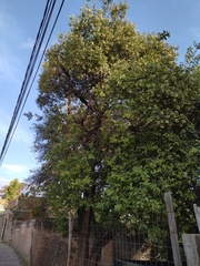 Ehretia latifolia