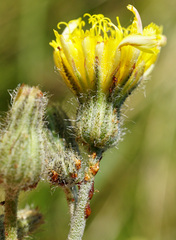 Pilosella rothiana