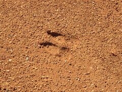 Osphranter robustus isabellinus