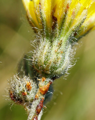 Pilosella rothiana