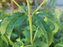 Eupatorium cannabinum cannabinum