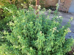 Eupatorium cannabinum cannabinum