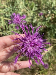 Centaurea scabiosa