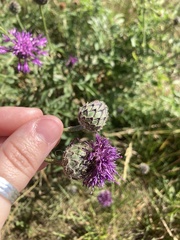 Centaurea scabiosa