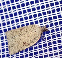 Meritastis polygraphana