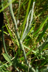 Pilosella rothiana