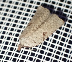Meritastis polygraphana