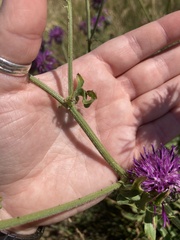 Centaurea scabiosa