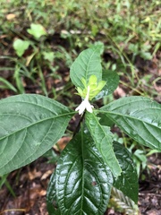 Yeatesia viridiflora