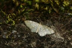 Idaea fuscovenosa