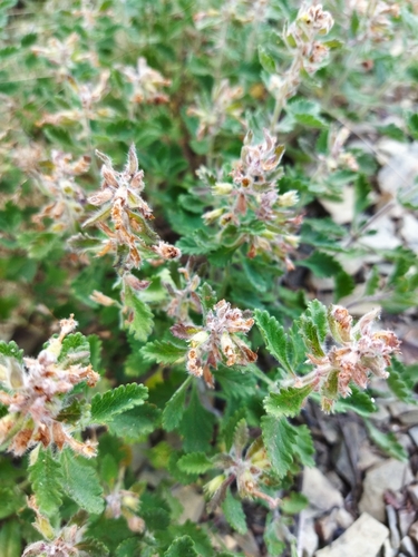 Teucrium chamaedrys