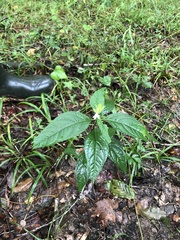 Yeatesia viridiflora