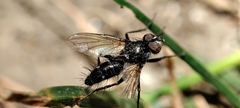 Tachinidae