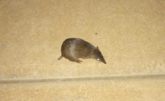 Golden Bandicoot photo 3
