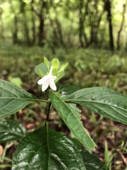 Yeatesia viridiflora