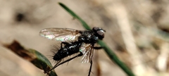 Tachinidae