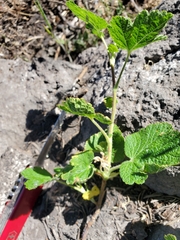 Ribes viscosissimum
