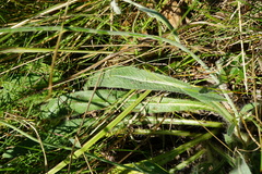 Pilosella rothiana