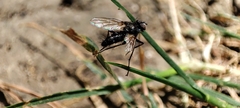 Tachinidae