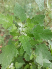 Chenopodium album