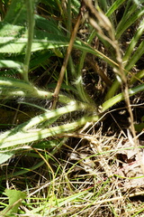 Pilosella rothiana