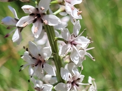 Lysimachia ephemerum