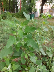 Chenopodium album