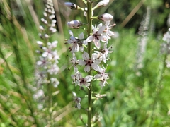 Lysimachia ephemerum