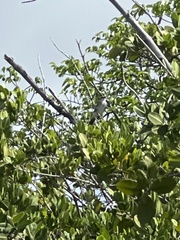 Tyrannus dominicensis