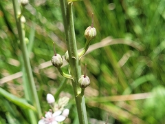 Lysimachia ephemerum