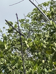 Tyrannus dominicensis