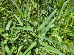 Lysimachia ephemerum