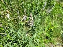 Lysimachia ephemerum