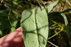 Pilosella rothiana