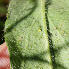 Pilosella rothiana