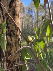 Apiomorpha variabilis