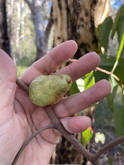 Apiomorpha variabilis
