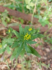Erysimum cheiranthoides