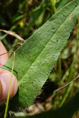 Pilosella rothiana