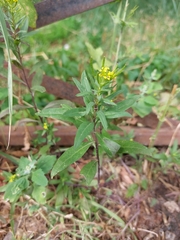 Erysimum cheiranthoides