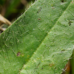 Pilosella rothiana