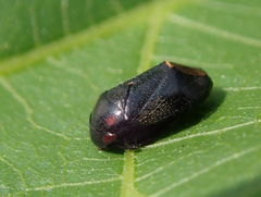 Penthimia nigra